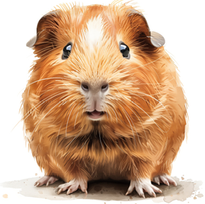 kaart cavia 9